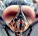 Male blowfly �Hein L Leertouwer, University of Groningen